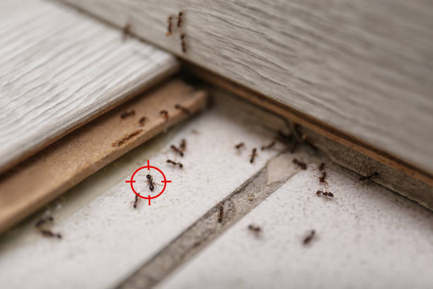 Best Best Pest Control Companies  in Scarsdale, NY