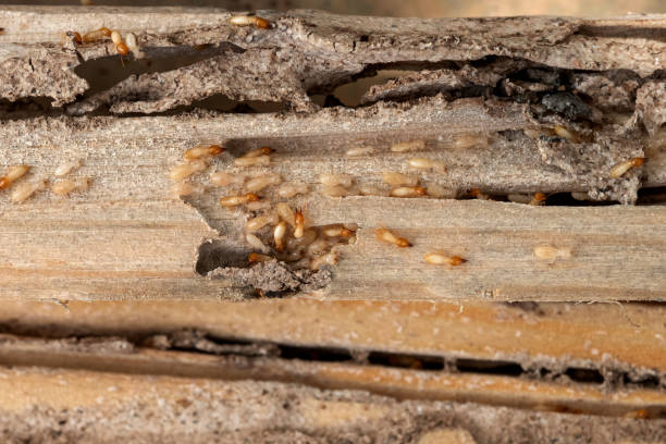 Best Local Pest Control Services  in Scarsdale, NY